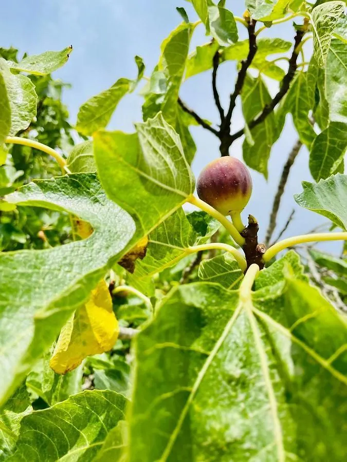 Wunderschoene Finca Alcudia Mit Wlan Und Heizung וילה אלקודיה